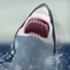 New York Shark